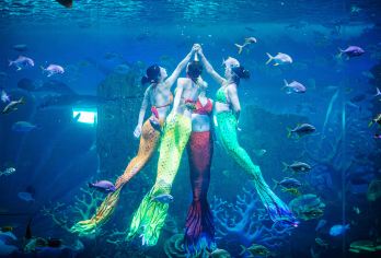 泉州欧乐堡海洋王国•含大门票+8大场馆8大表演+俄罗斯大马戏【以阿拉伯中东异域风情为主题，汇集了亚洲的各项水上娱乐设施】