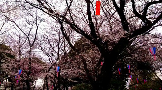 东京飞鸟山公园攻略 东京飞鸟山公园门票 游玩攻略 地址 图片 门票价格 携程攻略 东京飞鸟山公园攻略 东京飞鸟山公园门票 游玩攻略 地址 图片 门票价格 携程攻略