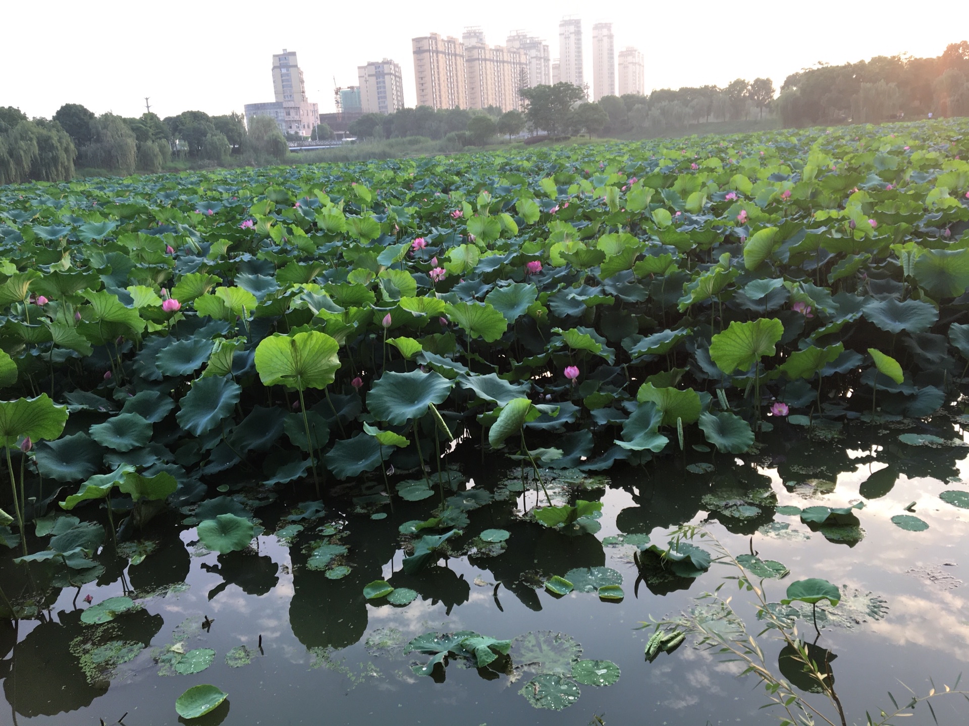 无为植物园