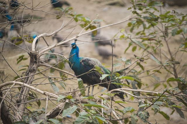 川东生态动物园