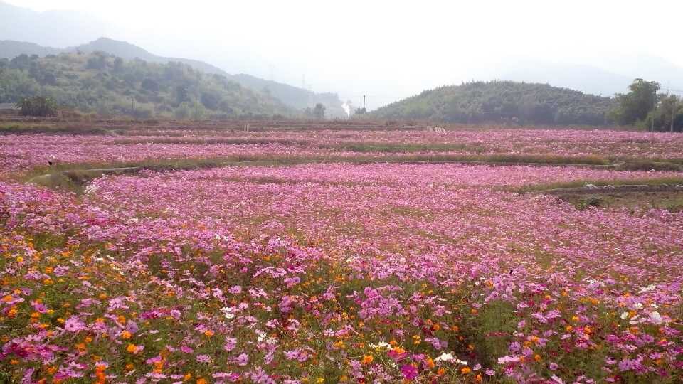 孔元花世界花海