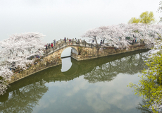 无锡鼋头渚+太湖仙岛一日游【赏花季·门票全含·坐太湖游船赏湖泊风光】