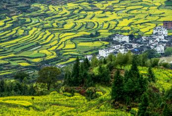 婺源篁岭一日游【含门票、索道、纯玩无购物】【推荐一：坐千米观光缆车，走高空玻璃吊桥，看梯田油菜花海。】