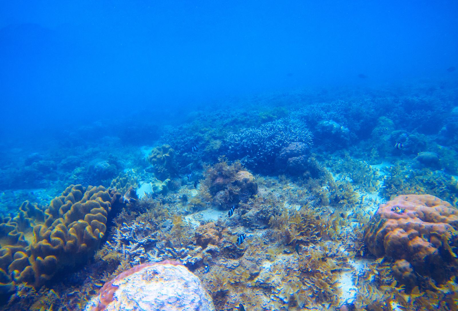 泰国普吉珊瑚岛