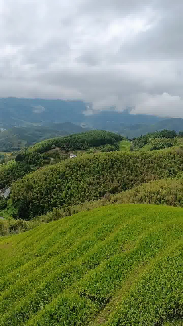 梯田美景晒晒家乡的秋天 崇义上堡梯田 上堡梯田