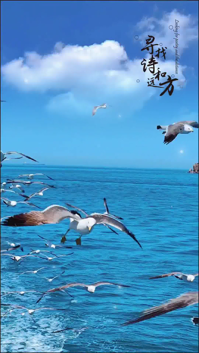 威海旅行|荣成海驴岛彩云伴海鸥