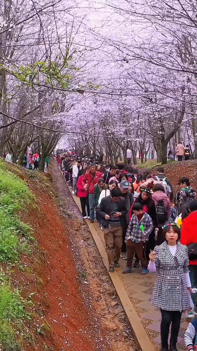 贵州安顺平坝樱花节图片