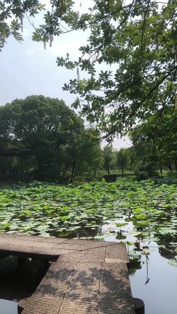 想要放松身心吗?来杭州西溪湿地绿堤!