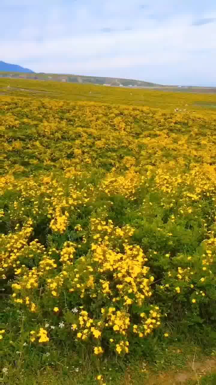 黄草坪自驾营地