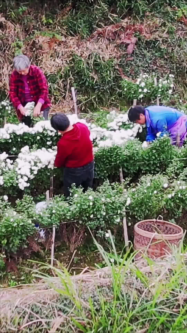 绩溪岭北图片