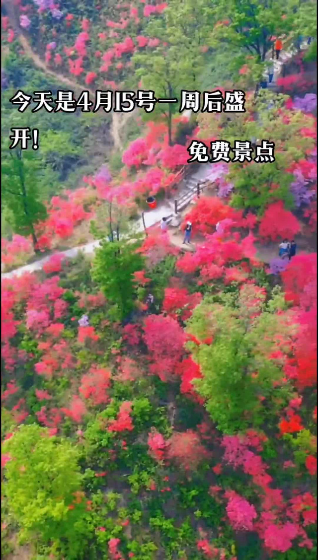 鲁山县平沟杜鹃岭图片