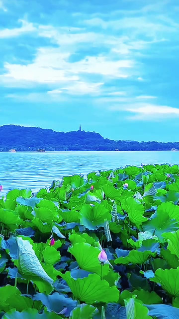 "这个夏天你会来吗?杭州西湖夏日荷花 集贤亭 西湖之美 荷塘美景