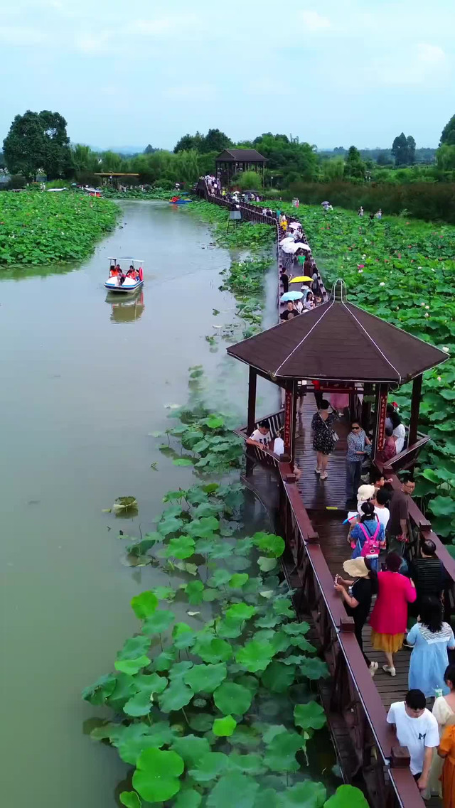 千亩荷塘的荷花已经盛开,这里不要门票,免