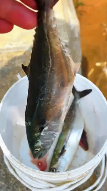 大连花鲅鱼季到了