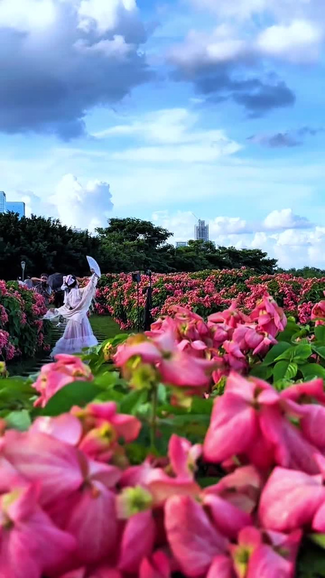 深圳秋日限定版粉色花海 深圳湾公园～流花山粉纸扇花已进入最佳观赏