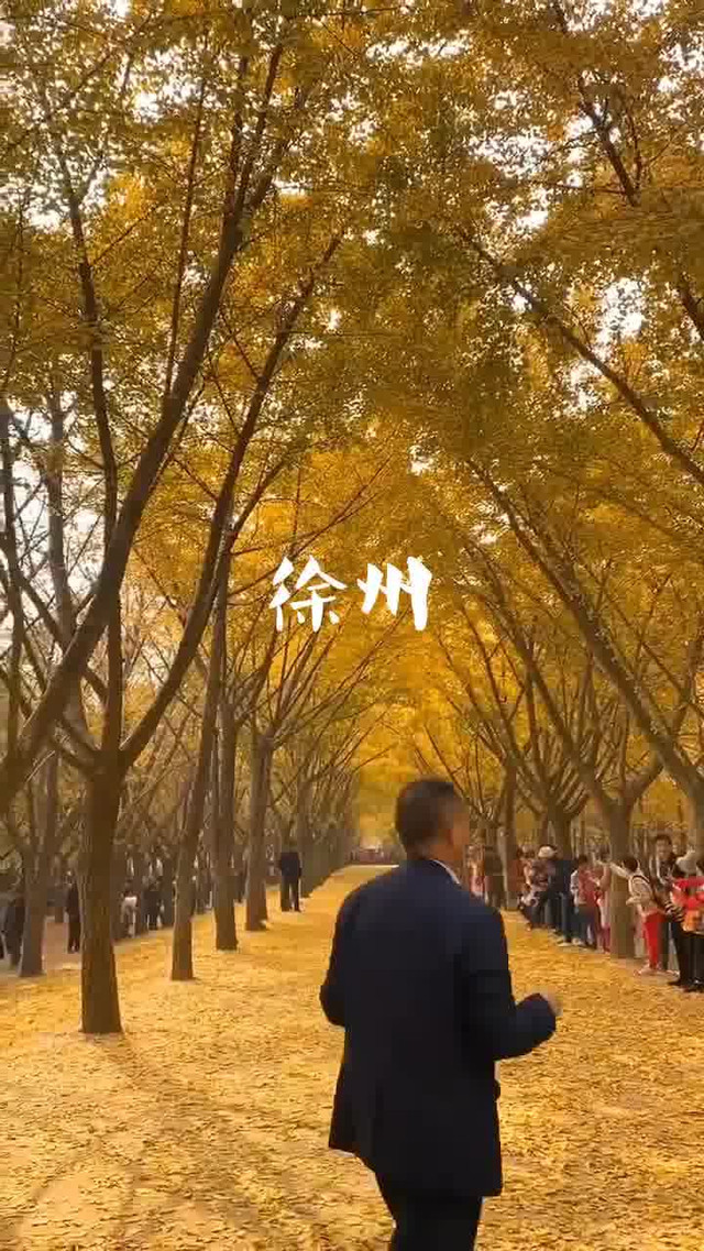 徐州邳州银杏时光隧道,真的美得太不真实