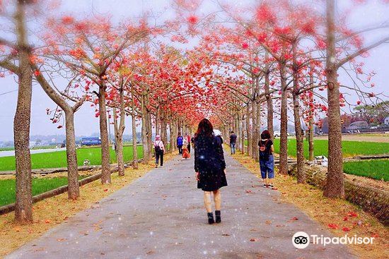 白河林初埤木棉花道