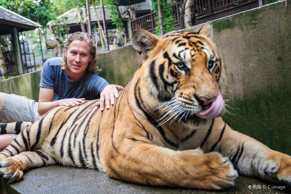 泰国清迈老虎园 คุ้มเสือแม่ริม