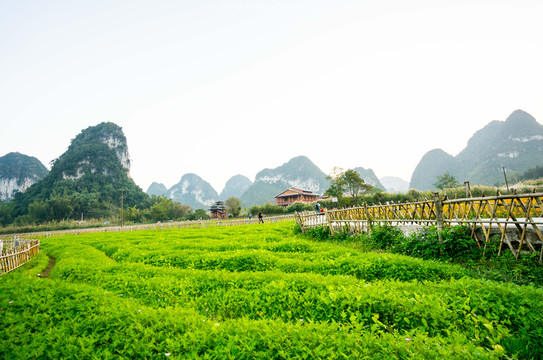 百色市→德保吉星岩→靖西·旧州古镇                         农耕