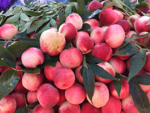 瓜州的各色水果真的甜过初恋,特别是蜜瓜,果然瓜州.