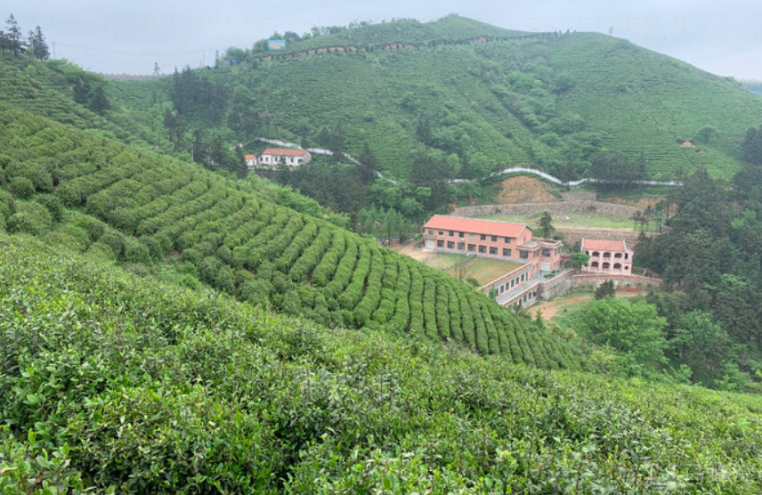 西九华山风景区-茶山观赏区