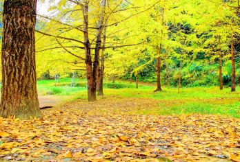 中国广东韶关帽子峰旅游景区+黄金大道包车一日游天天出发【畅游金色的童话世界】