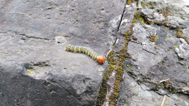 毛绒绒的红头毛虫