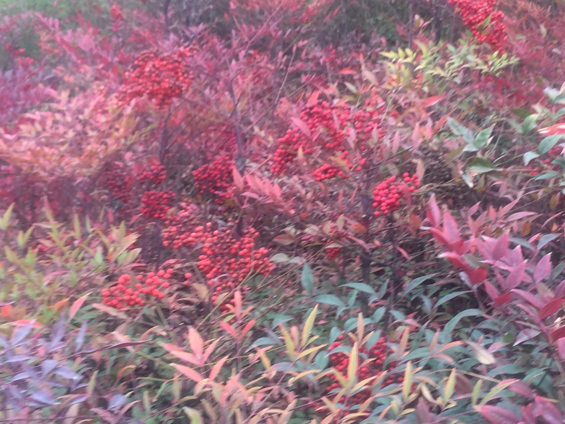 竹林关桃花谷景区