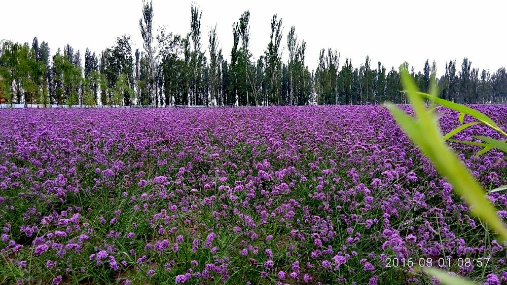 伊帕尔汗薰衣草