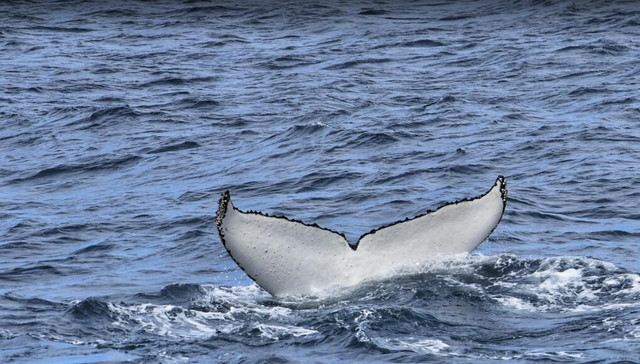 The Best Place To Watch Whales In Australia Travel Notes And