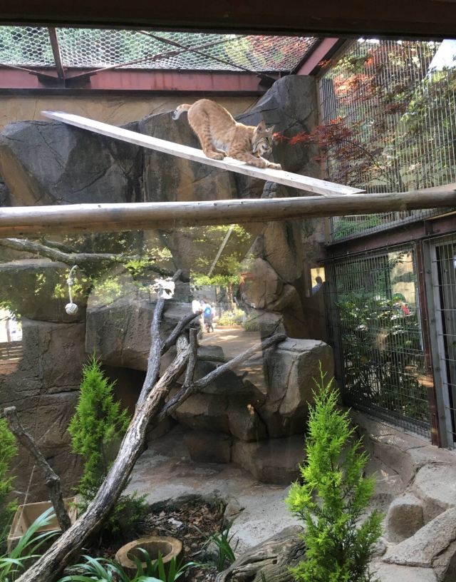 神户市立王子动物园图片