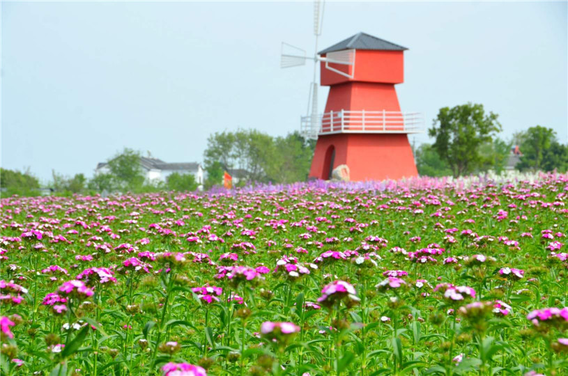 同心花海