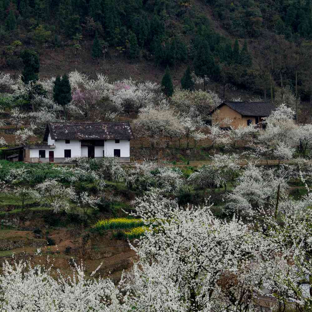 2018烏蒙花海賞花遊——赤水鎮