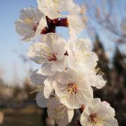 天坛景点 天坛杏花如海杏花香了 那便意味着真正的春天到来了 你见过雨后满树 携程攻略