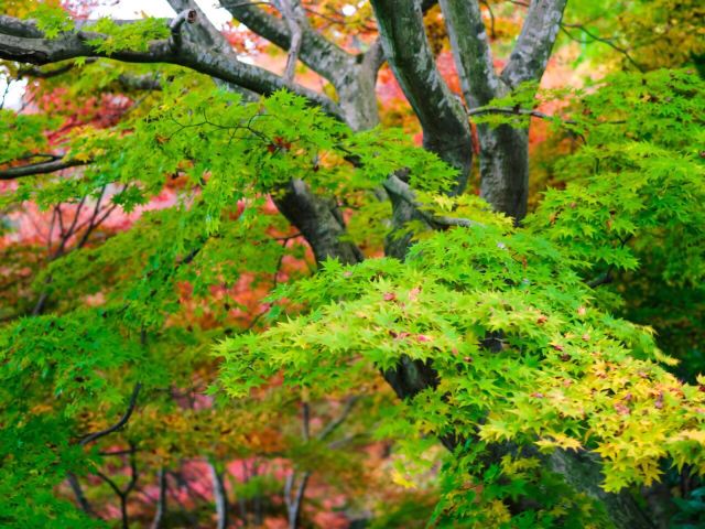 大子町永源寺攻略 大子町永源寺门票 游玩攻略 地址 图片 门票价格 携程攻略 大子町永源寺攻略 大子町永源寺门票 游玩攻略 地址 图片 门票价格 携程攻略