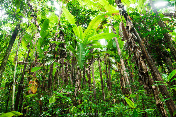 热带季雨林植被特点图片