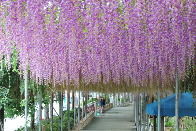 水城的花卉走廊