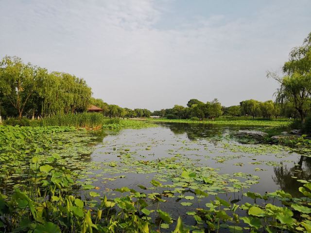 蘇州蓮池湖公園攻略,蘇州蓮池湖公園門票/遊玩攻略/地址/圖片/門票