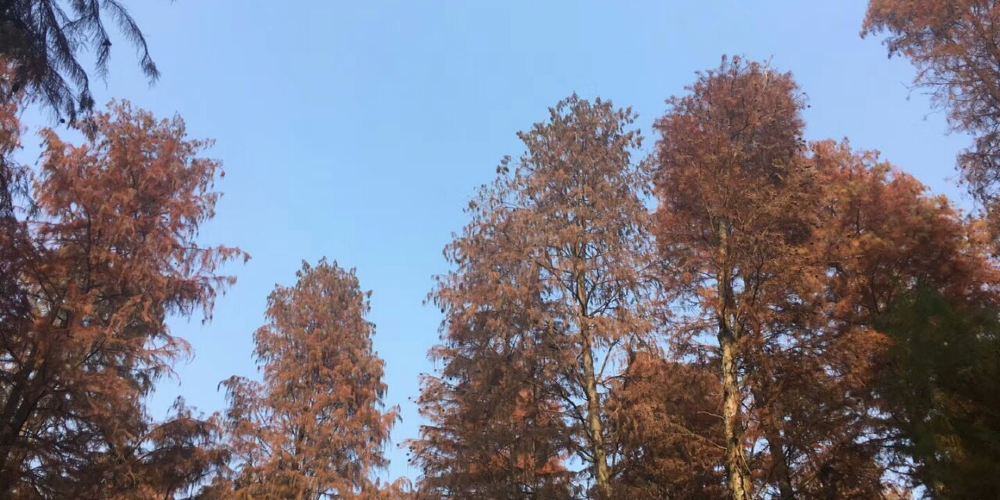 新瀉西海岸公園 新瀉西海岸公園旅遊攻略簡介當地玩樂門票酒店一覽 永安旅遊