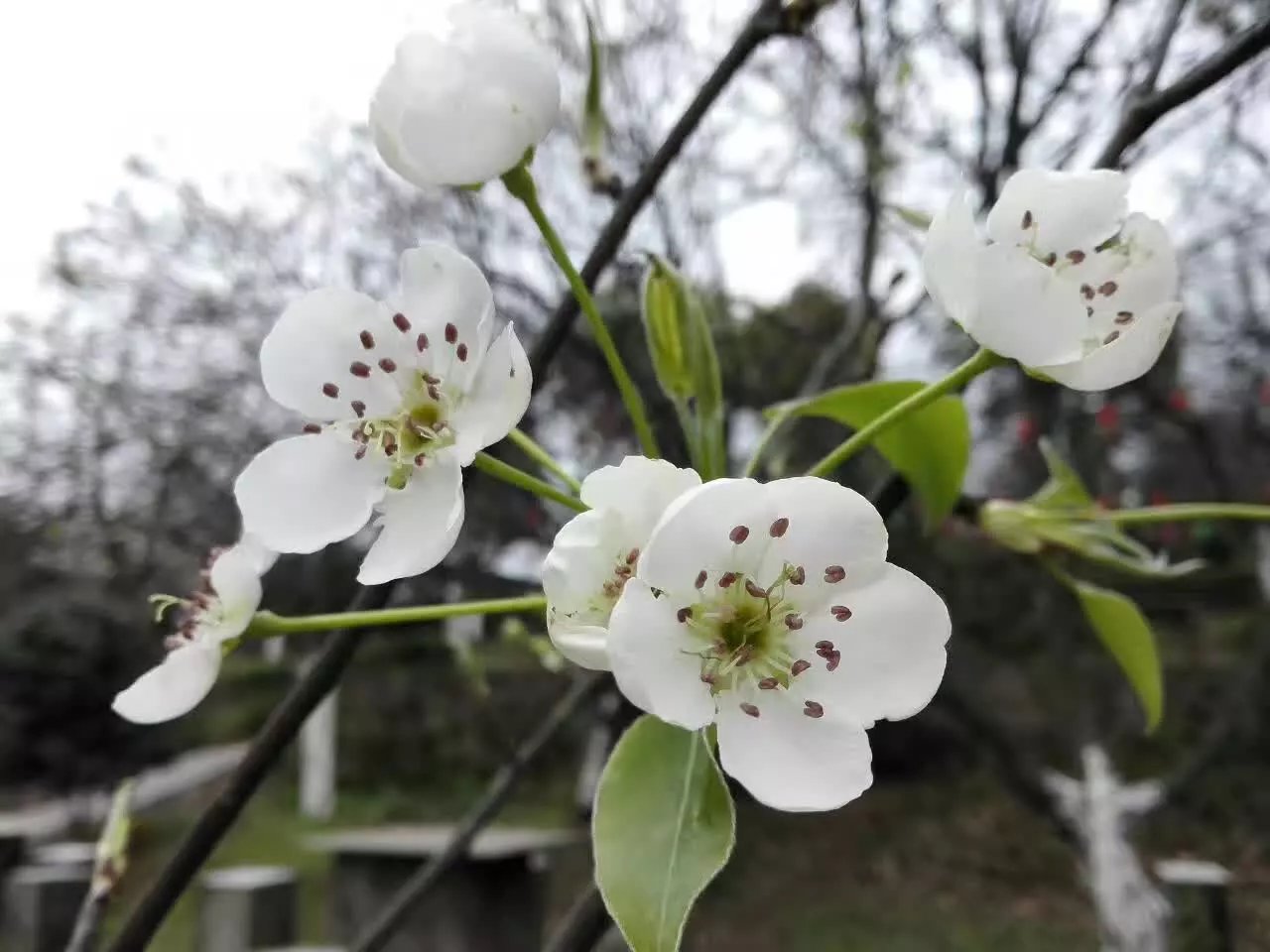 三台梨花乡村旅游景区