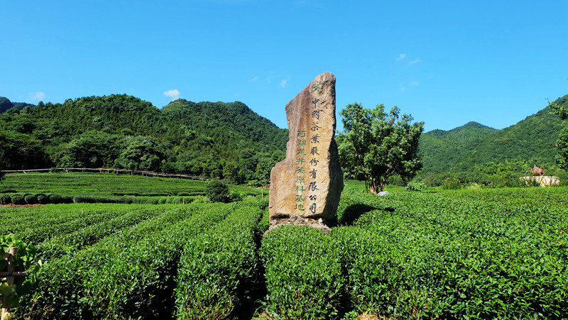 杭州龍塢茶村