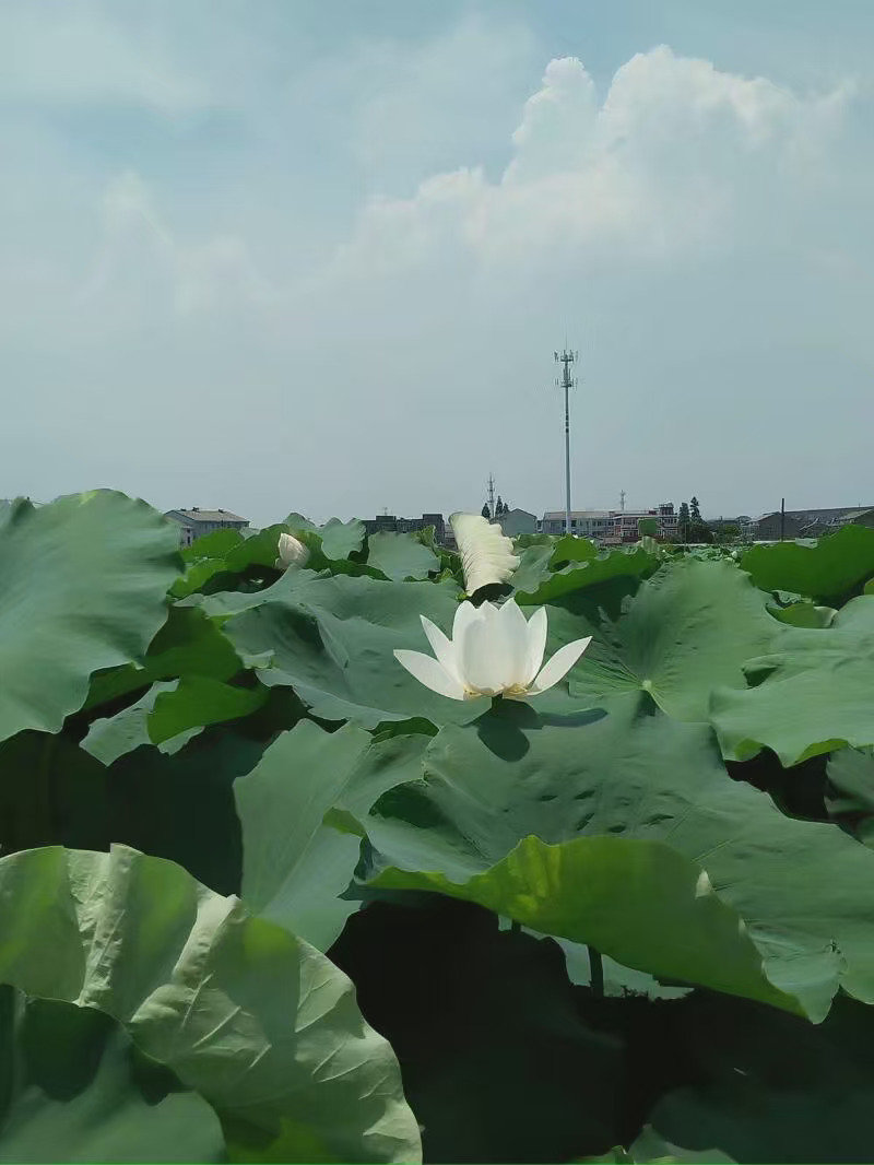 清莲湖湿地公园