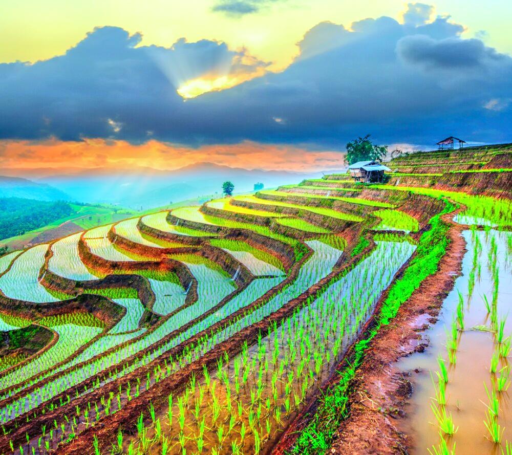 香格里拉高山植物园