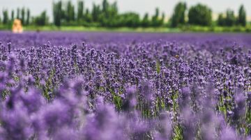 hellorf_2235080147