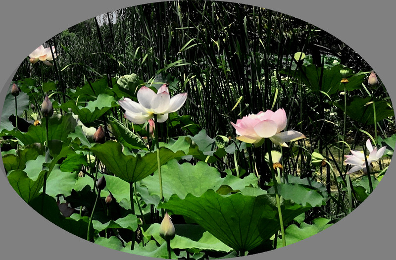 武汉足球公园有荷花吗,武汉足球公园有荷花吗现在