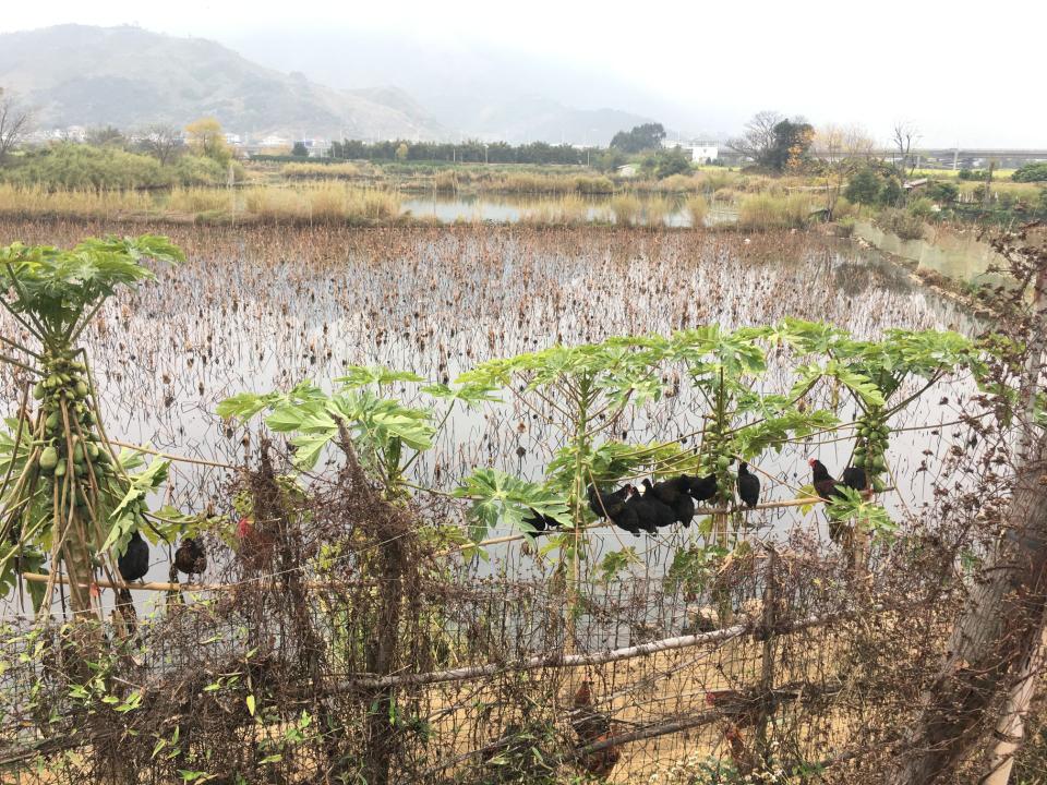 塔礁洲湿地公园