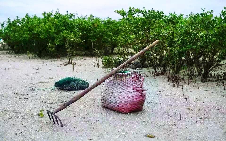 红树林天天赶海
