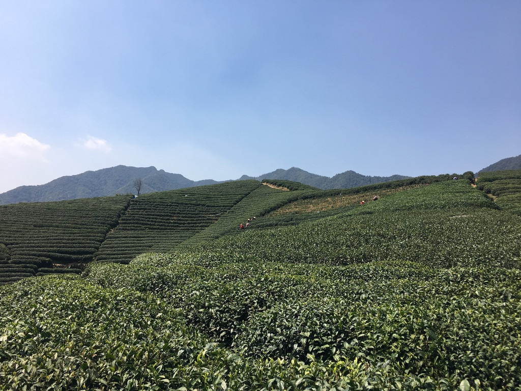 杭州龍塢茶村