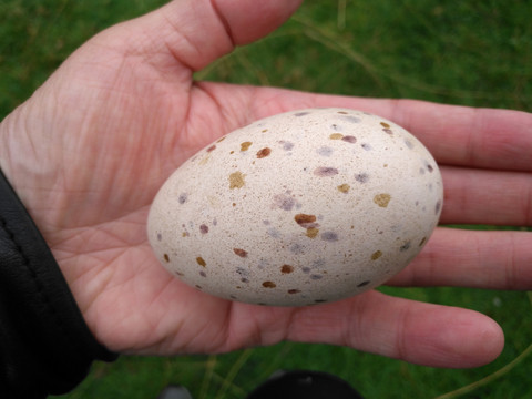 takahe巨水鸡的蛋,很大