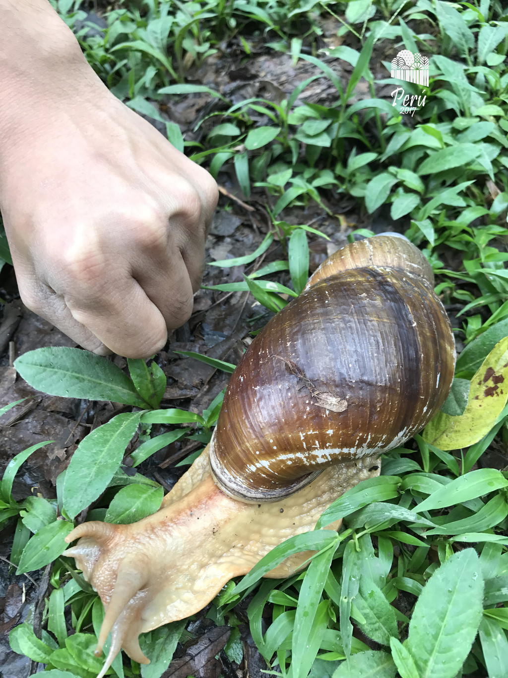 巨大的蝸牛